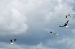 Seagull