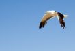 Seagull