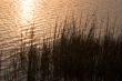 marsh grass at sunrise