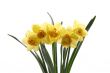 daffodils
