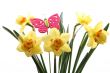 daffodils