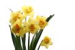 daffodils