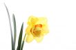 daffodil
