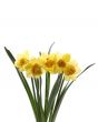daffodils