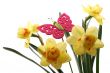 daffodils