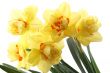daffodils