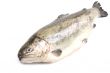 rainbow trout