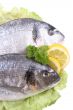 dorada fish