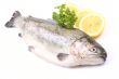 rainbow trout
