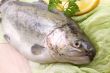 rainbow trout
