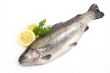 rainbow trout