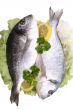 dorada fish