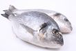 dorada fish