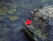 Canyon Maple Leaf