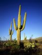 Saguaro Cactus #1