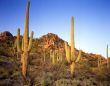 Saguaro Cactus #7