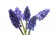 muscari