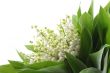 lily of the valley