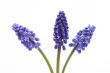 muscari