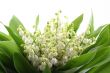 lily of the valley