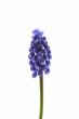 muscari