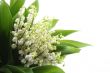 lily of the valley
