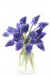 muscari
