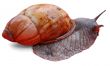 Caracol