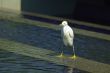 Heron inside the fountain
