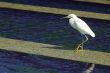 Heron inside the fountain