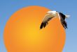 Seagull