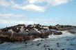 Large Group Of Animals
