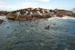 Large Group Of Animals