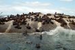 Large Group Of Animals
