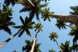 trees