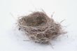 birds nest