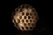 Wasp`s Nest
