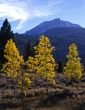 MN0009AspenTrees&MtDana(V)