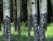 MN0011Aspens&Flowers
