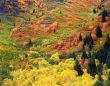 MN0012AutumnTapestry(H)