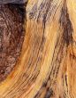 MN0015BristleconePineBark