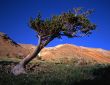 MN0017BristleconePineTree