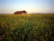 MN0020CanolaBarn