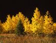 MN0038Conifer&AspenTrees