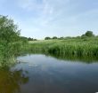 Bright green shore