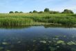 Bright green shore
