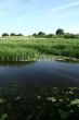 Bright green shore