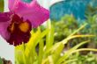 Orchid