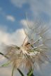 Dandelion and wind