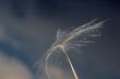Dandelion and wind